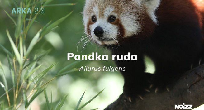 Serwis Noizz wyśle w kosmos DNA zagrożonych gatunków zwierząt