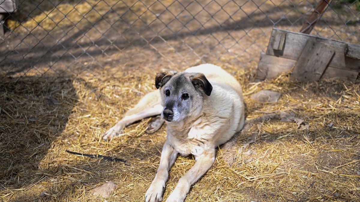 Turcja chce uśpić 10 mln bezpańskich psów