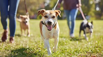 Konstantynówka: Razem dla zwierząt. Kolejny wspólny spacer z psami