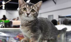 Przygniatał kota butem. Mieszkaniec gminy Ostrów oskarżony