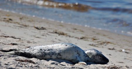 Gdynia. Turyści atakują foki na plaży