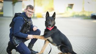 Piła: Pies policyjny Niko oddał krew, by ratować innego czworonoga