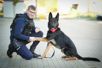 Piła: Pies policyjny Niko oddał krew, by ratować innego czworonoga