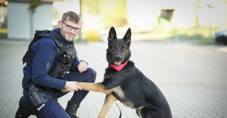 Niko – pies policyjny z Piły oddał krew, by ratować innego psa