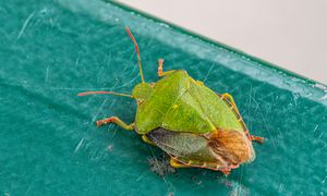 Wchodzą do polskich domów. Pod żadnym pozorem ich nie dotykaj