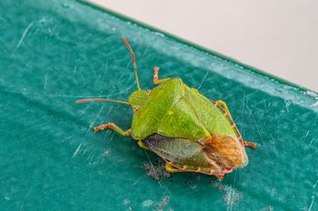 Wchodzą do polskich domów. Pod żadnym pozorem ich nie dotykaj