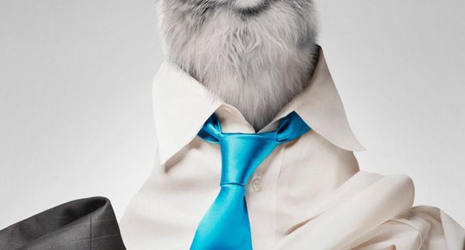 Tomasz Kot został kotem w animacji "Jak zostać kotem"