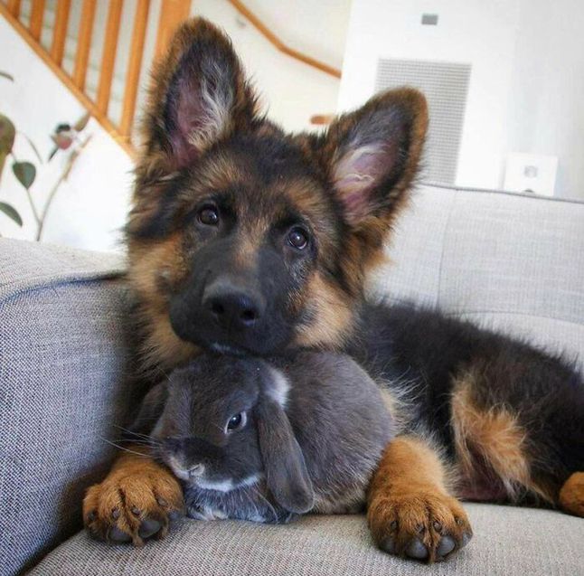 Pies zaprzyjaźniony z królikiem