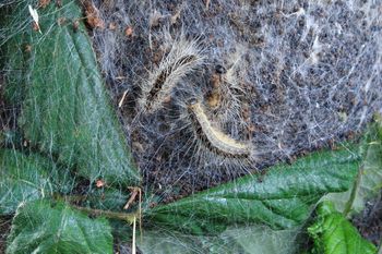 Pojawiły się w Polsce. Pod żadnym pozorem ich nie dotykaj