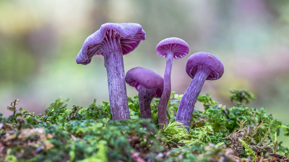 Lakówka ametystowa budzi skrajne uczucia wśród grzybiarzy