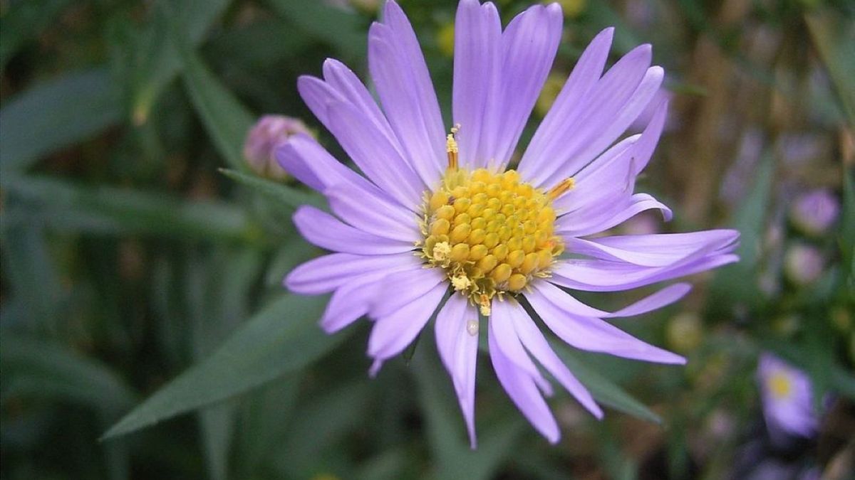 Zdjęcie fioletowego astra bije rekordy popularności wśród internautów 