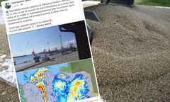 Inwazja much na Półwyspie Helskim. "Tak źle jeszcze nie było"