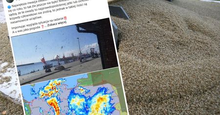 Inwazja much na Półwyspie Helskim. "Tak źle jeszcze nie było"
