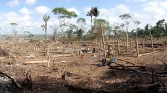 Pandemia z lasu deszczowego. Ekolog ostrzega