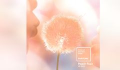 „Brzoskwiniowy meszek” kolorem roku 2024 według Pantone