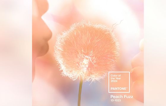 „Brzoskwiniowy meszek” kolorem roku 2024 według Pantone