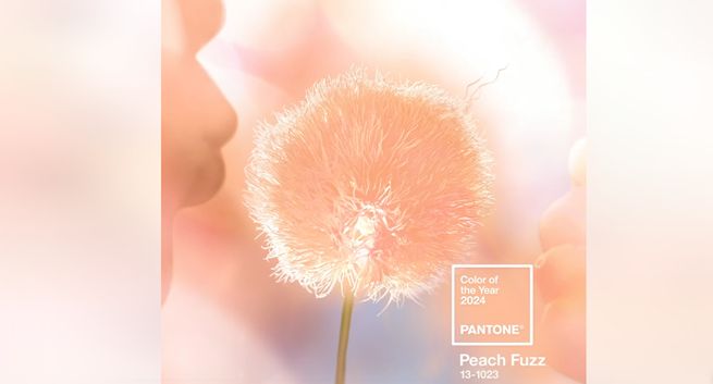 „Brzoskwiniowy meszek” kolorem roku 2024 według Pantone