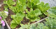 Kiedy siać sałatę do gruntu? Nie każdy zna tę zasadę