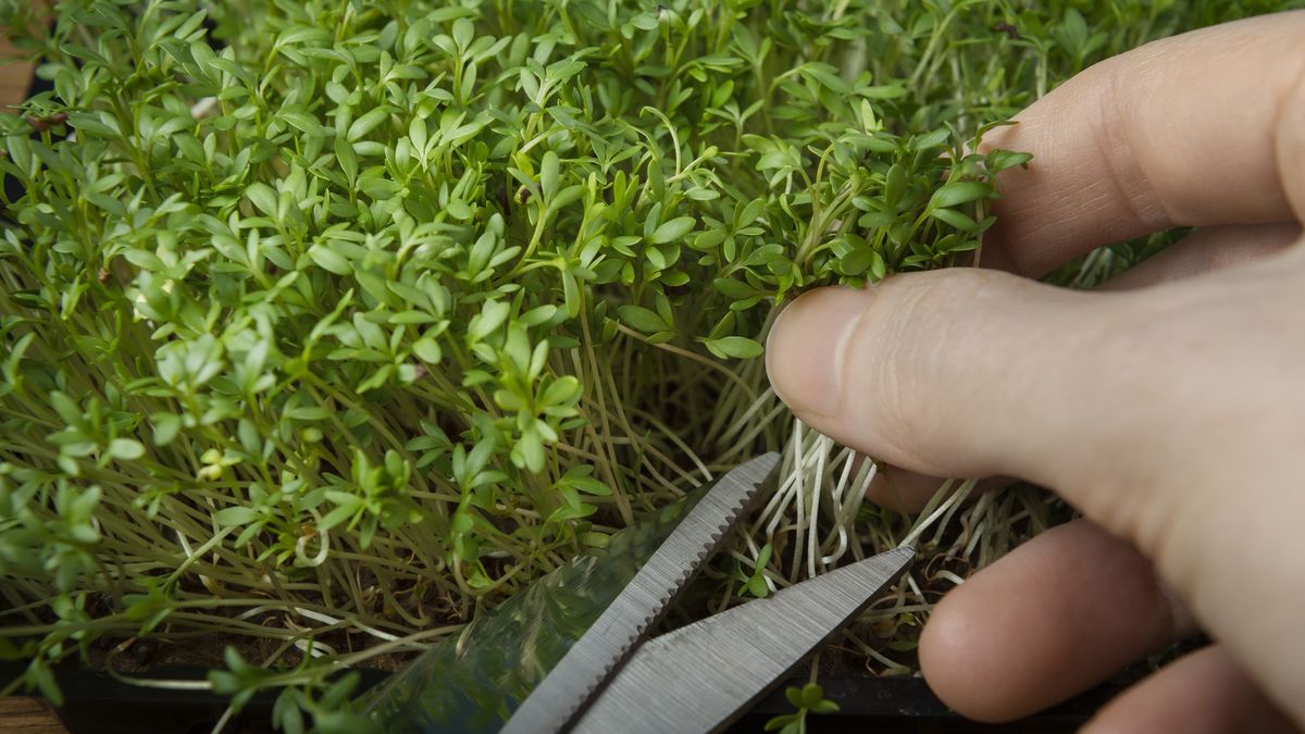 Rzeżuchę warto jeść nie tylko w święta