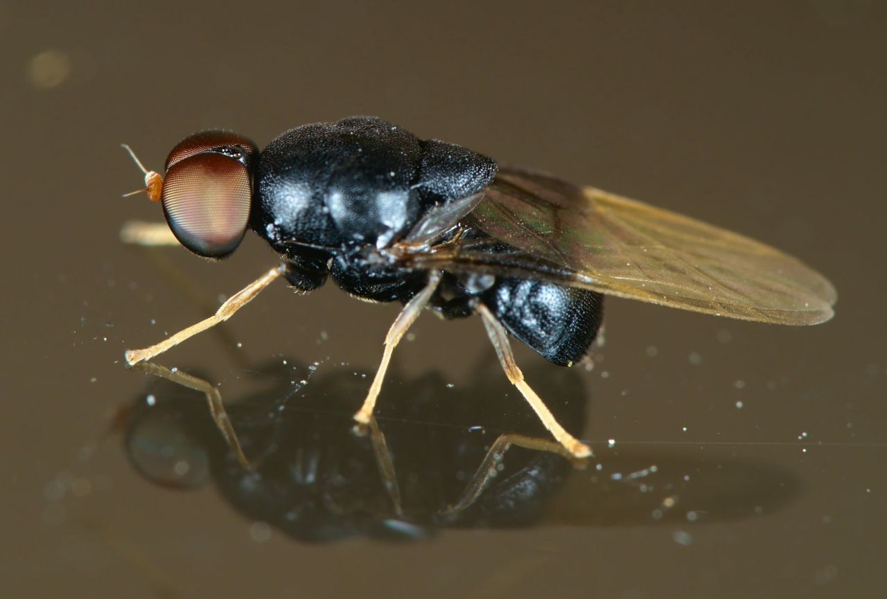 Eupachygaster tarsalis - a species of fly from the family of hoverflies and the subfamily Pachygastrinae.