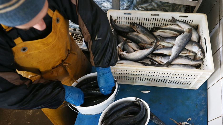 CRIMEA, RUSSIA - JANUARY 25, 2021: A worker pickles and prepackages herring at the Zvezda Rybaka Gorod Kerch fish processing and canning plant in Kerch, eastern Crimea. Its shore-based facility manufactures goods under the brand name Kerch - Balyk. Sergei Malgavko/TASS (Photo by Sergei Malgavko\TASS via Getty Images)