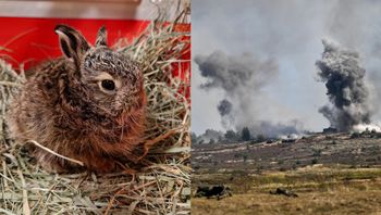 "To cud, że stres go nie zabił". Zajączek znalazł się w polu rażenia