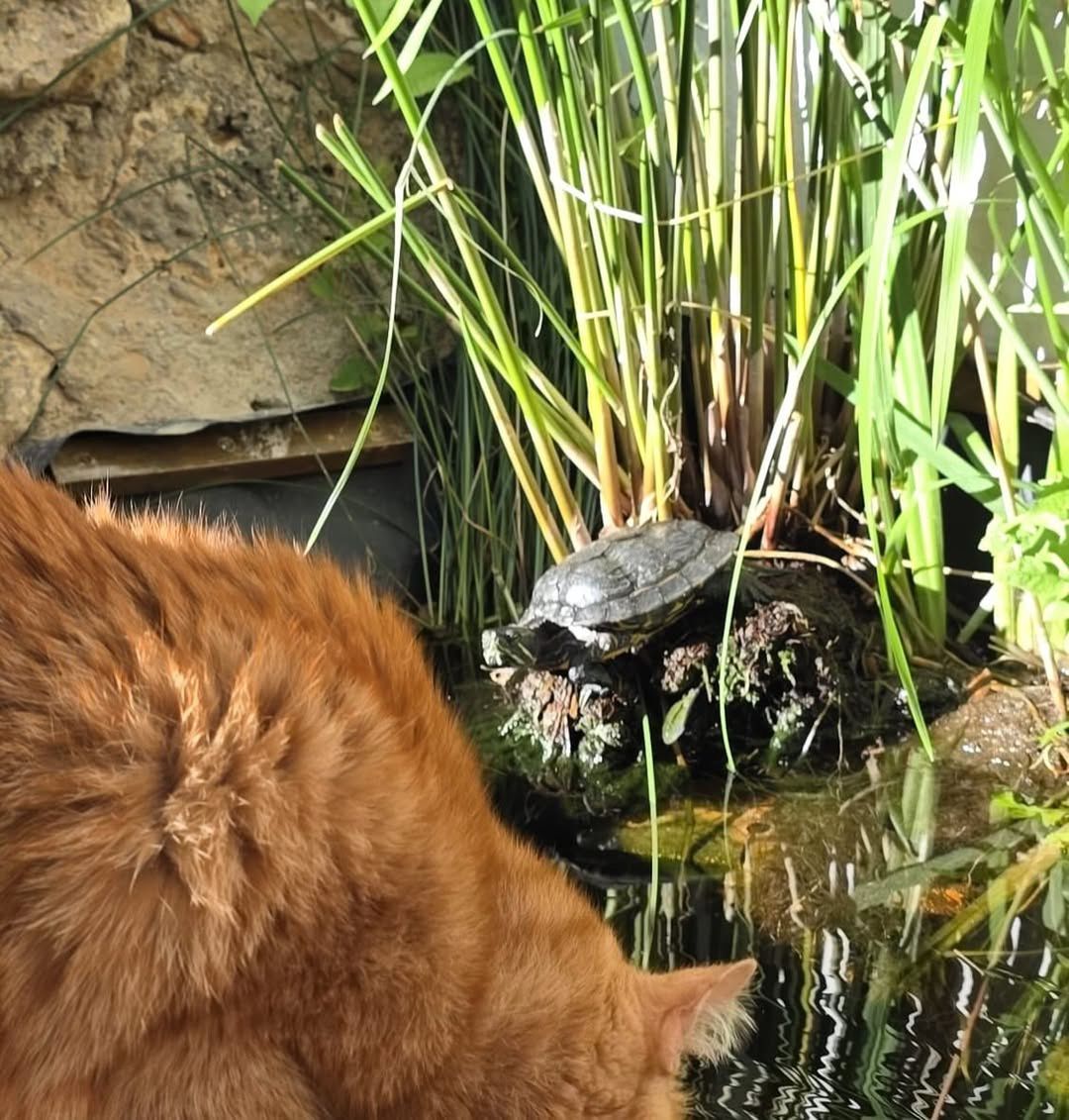 Kot rodziny Magdy Gessler