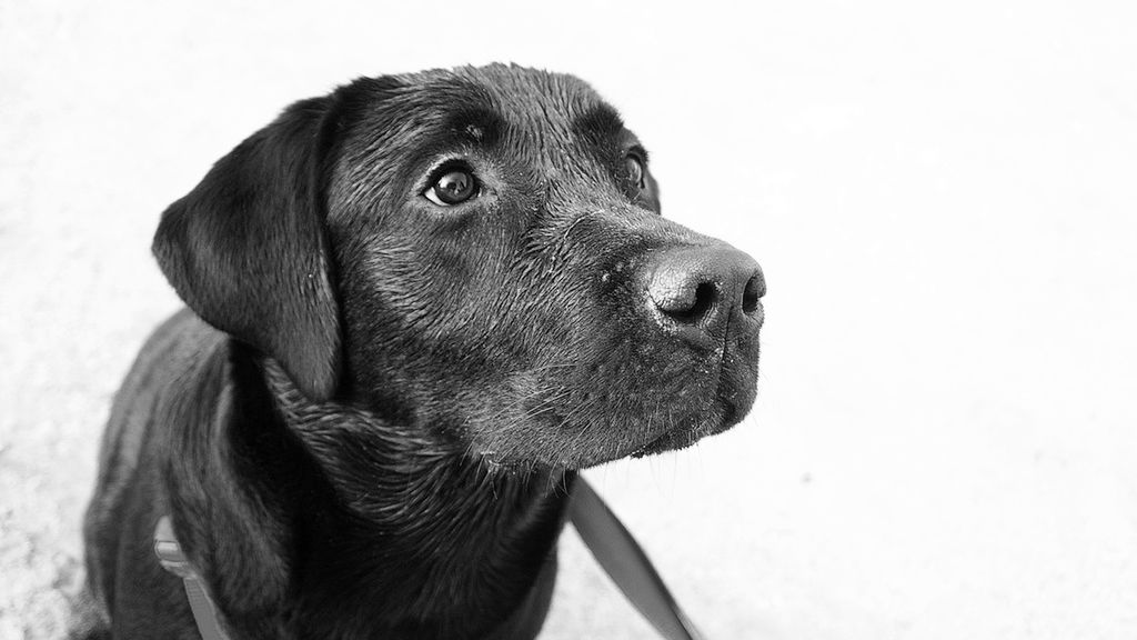 Palisz? Lepiej daj się obwąchać Azorowi 1