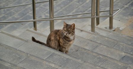 Trzykrotnie strzelił do kota. Prokurator krytykuje niską karę