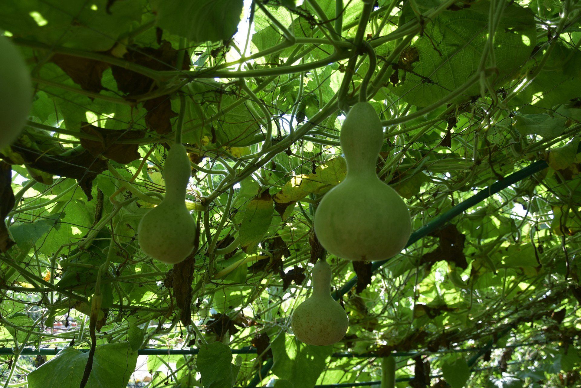 Farma dyniowa &#34;Dyniowato&#34; w Kopszynie