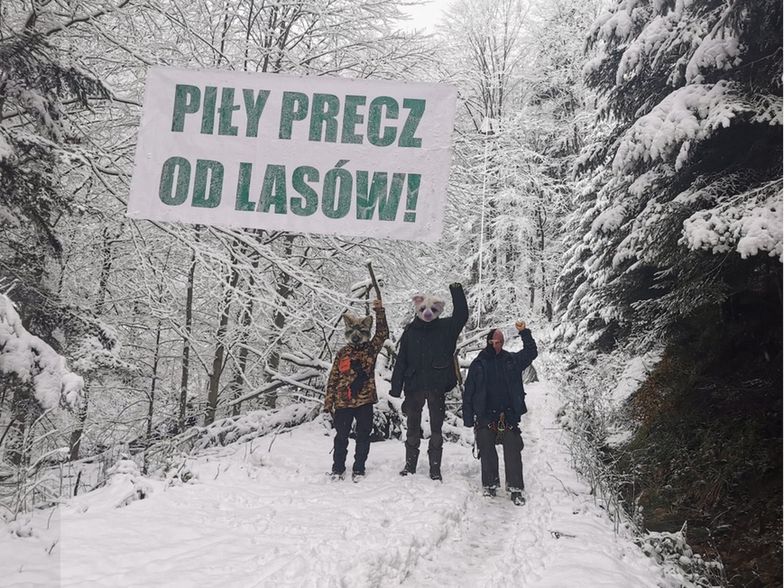 Wycinka lasów. Pomimo minusowej temperatury ekolodzy protestują w otulinie Bieszczadzkiego PN