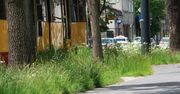 Kilka tygodni "zaniedbania" wystarczyło, by moje osiedle... wypiękniało. Niestety - tylko na chwilę