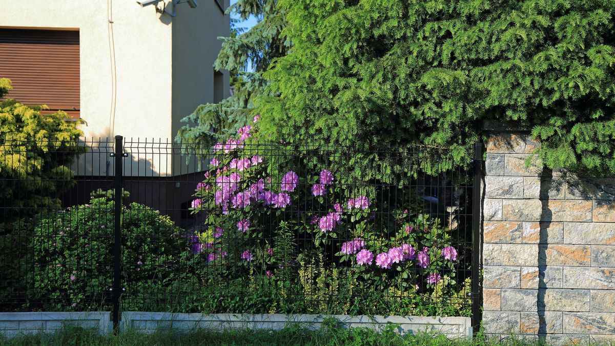 Drzewa, których lepiej nie sadzić blisko domu