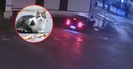 Absurdalny wypadek 19-latki w bmw. Winę zrzuciła na kota