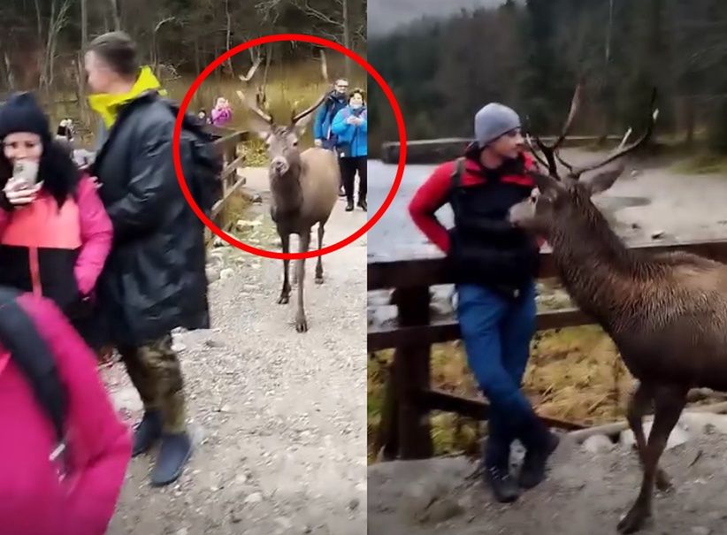 Niezwykłe wideo z Tatr. Tego nikt się nie spodziewał