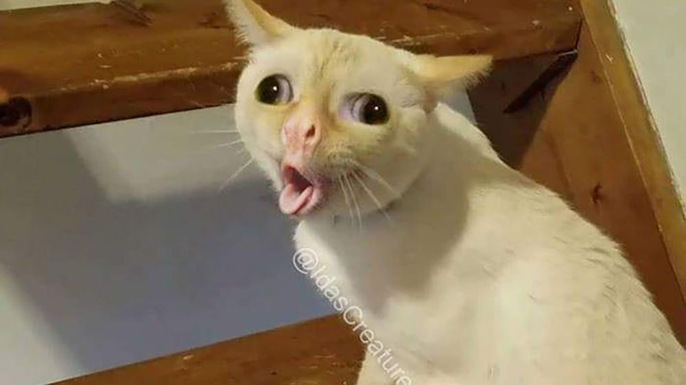 Domowe futrzaki zamienione w kreatury rodem z horroru 1