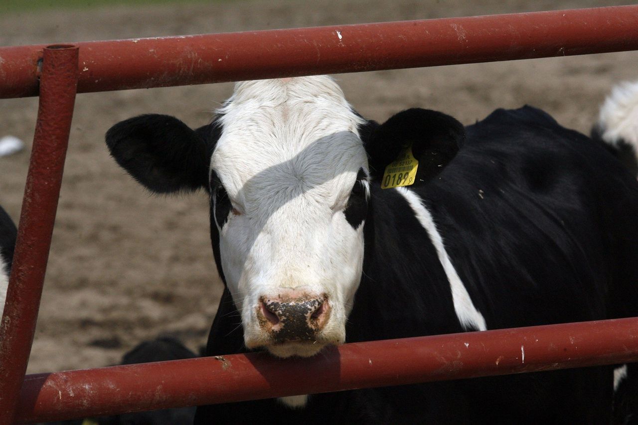 Złóż wniosek, zanim będzie za późno. Kończą się nabory w ARiMR