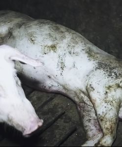 Niemcy. Afera w zakładzie mięsnym. Skandaliczne traktowanie świń