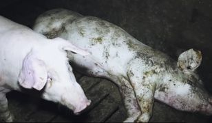 Niemcy. Afera w zakładzie mięsnym. Skandaliczne traktowanie świń