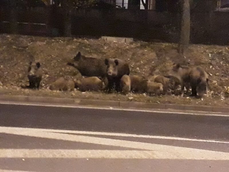 dziki lublin