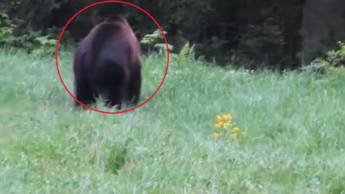 Gmina ostrzega. Wydano pilny komunikat w sprawie niedźwiedzia