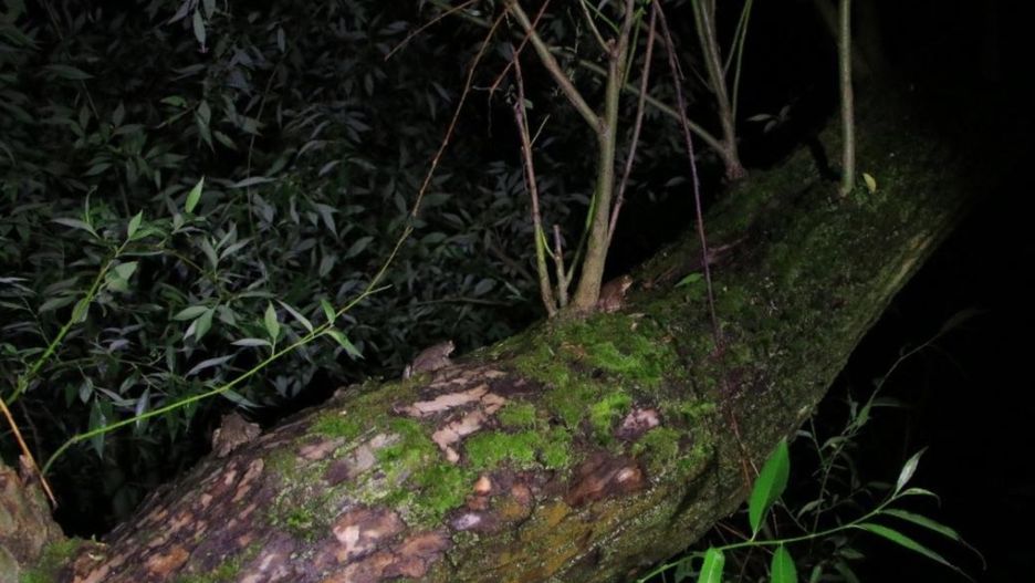 Żaby i ropuchy potrafią wspinać się po drzewach, nawet na dwa m 