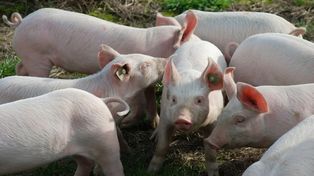 Trzebiatów: ASF. Główny Lekarz Weterynarii potwierdza kolejne ognisko