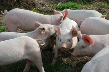 Trzebiatów: ASF. Główny Lekarz Weterynarii potwierdza kolejne ognisko