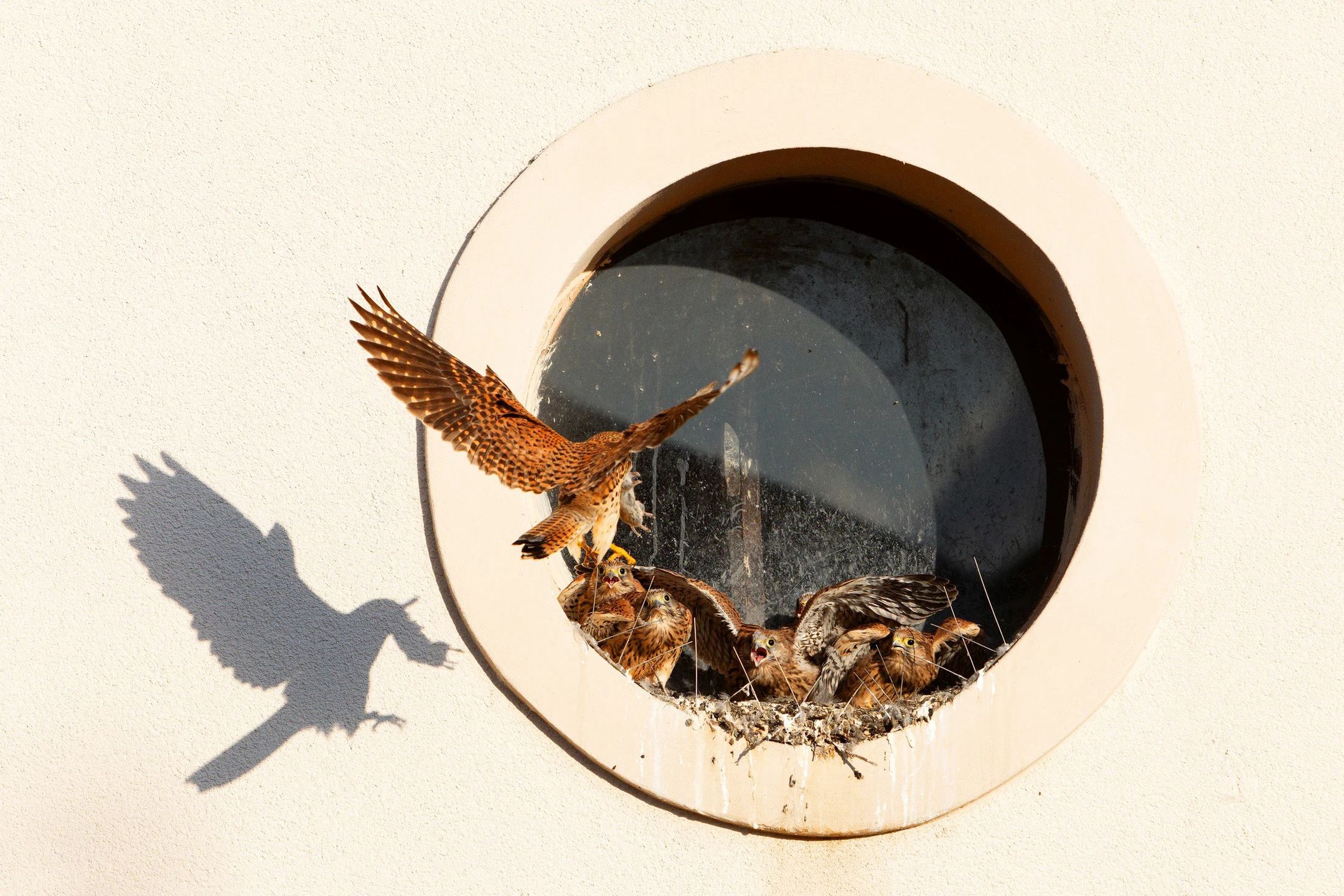 Grzegorz Borowik, "Pora karmienia".