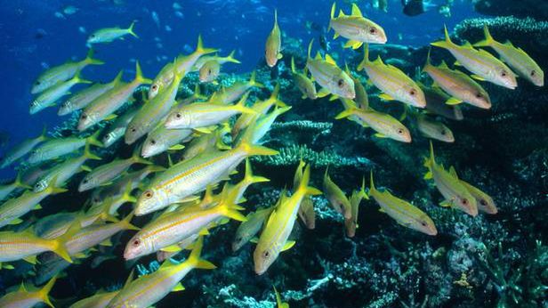 Ryba-robot stanęła na czele ławicy 1