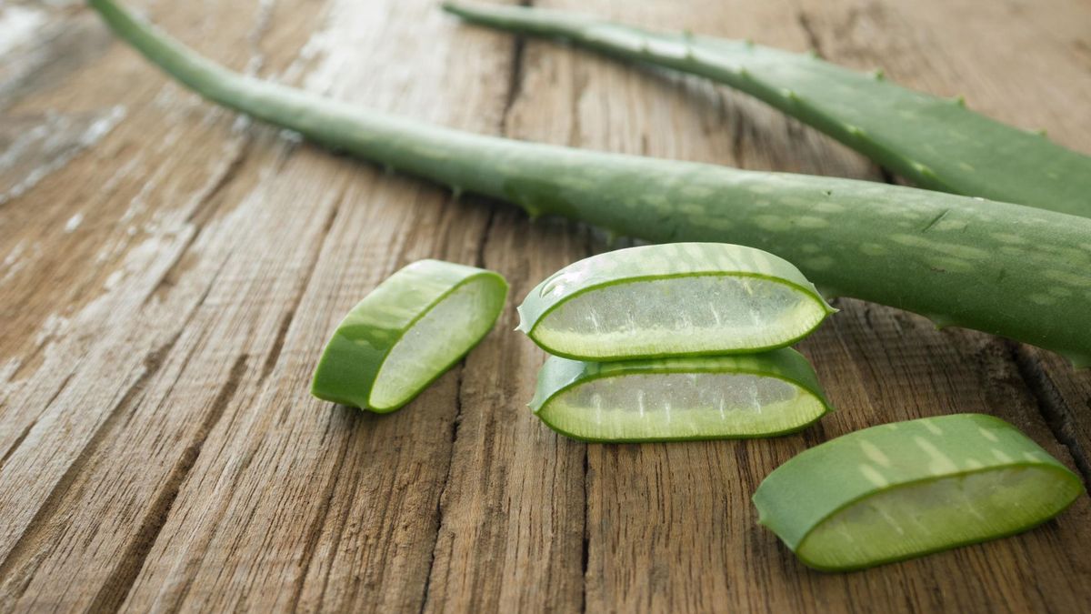 Prof. Muszyński zaproponował kurację aloesem