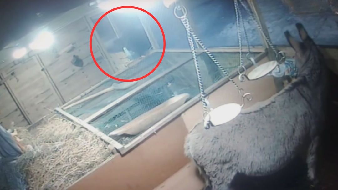 wiadomości,aktualności,WP Wiadomości Skandal w Płońsku. Włamał się do szopki. Cała Polska zobaczy, co zrobił