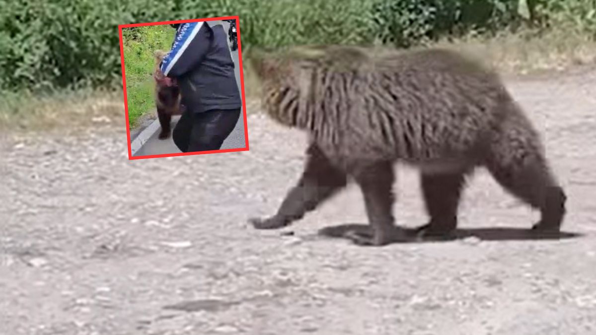  Niedźwiedź zaatakował w Karpatach 