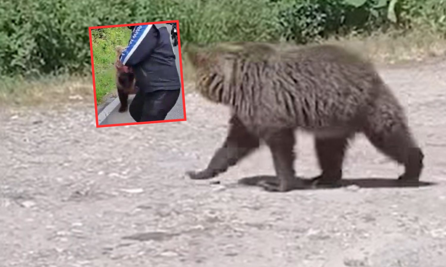  Niedźwiedź zaatakował w Karpatach 